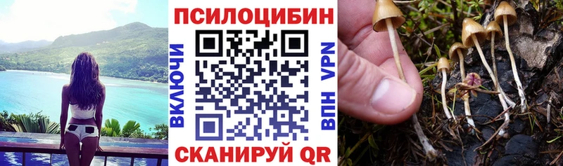 где купить наркотик  Каменка  Псилоцибиновые грибы мицелий 